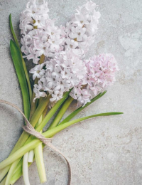 Hiacinšu pušķis "COMPLIMENT"